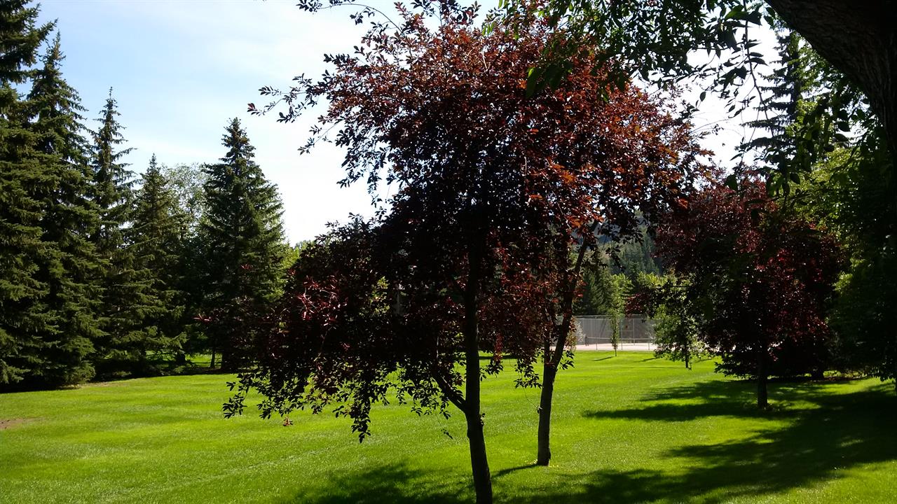 Grass area behind condo
